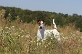 FOX TERRIER POIL LISSE 144